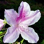 Azalea Photo in Flower Meanings List