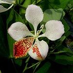 Bauhinia Beloved Flower of Hong Kong