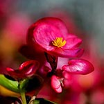 Pink Begonia Flower Beloved Flower of Haiti