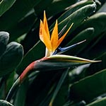 Bird of Paradise Beloved Flower of South Africa