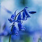 Bluebell Flower Photo in Flower Meanings List