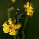 Yellow Buttercup Flower Photo in Flower Meanings List