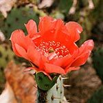 Cactus Flower Photo in Flower Meanings List
