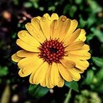 Calendula Sacred Flowers in India