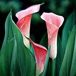 Calla Lily Sacred Flowers of the Minoans