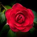 Camellia Sacred Flowers of Asia