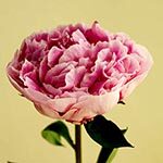 Pink Carnation Photo in Flower Meanings List