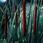 Cattails Sacred to the Apache Indians