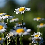 Chamomile Sacred Flowers of the Ancient Saxons
