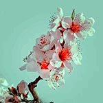 Cherry Blossoms Sacred Flowers in Japan