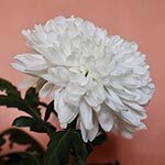 Chrysanthemums Sacred Flowers of Asia and Japan