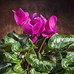 Cyclamen Sacred Flowers of Love