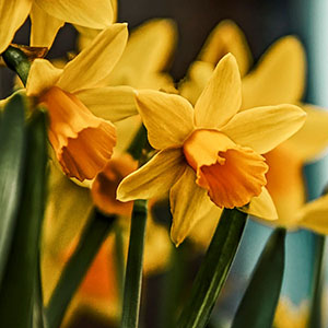 daffodils poem summary