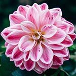 Pink Dahlia Flower Photo in Flower Meanings List