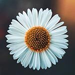 Daisy Sacred Flower in Norse Mythology