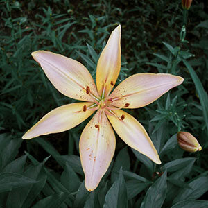 Day Lily Flower Meaning