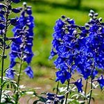 Delphinium Beloved Blue Flowers