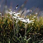 Edelweiss Flower Photo in Flower Meanings List