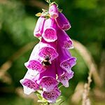 Foxglove Flower Photo in Flower Meanings List