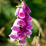 Foxglove Sacred Roman Flower