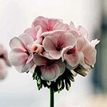 Geranium Sacred Flowers of Islam
