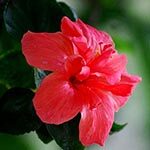 Hibiscus Flower Photo in Flower Meanings List