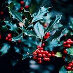 Holly Sacred Plant of the Celts and Druids