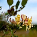 Honeysuckle Sacred Flowers in Greek Mythology