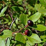 Huckleberry Sacred Plant of Native Americans