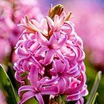Hyacinth Flower Photo in Flower Meanings List