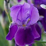 Iris Flower Photo in Flower Meanings List