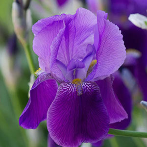 Inspired by the beautiful flower Iris ~ meaning hope and faith