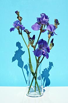 Iris Meaning in the Language of Flowers