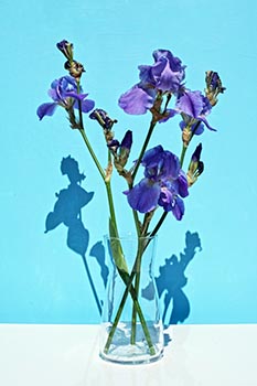 Exploring Blue Iris: Symbolism and Cultural Significance – LÖV Flowers