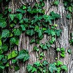 Ivy Christian Symbol of Eternity