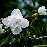 Jasmine Flower Photo in Flower Meanings List