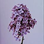 Lilac Flower Meaning
