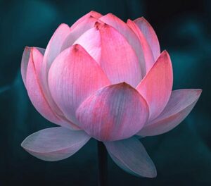 Lotus Flower Symbolism
