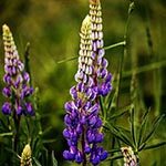 Lupine Flower Meaning