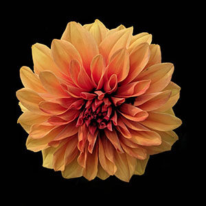 Marigold Flower Meaning