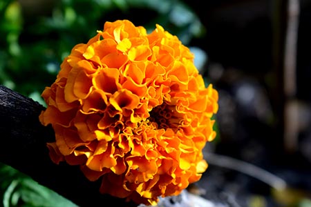 marigolds symbolism