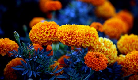 marigolds symbolism