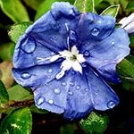 Morning Glory Sacred Flowers in Chinese Mythology