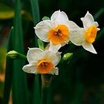 Narcissus Sacred Flowers in Greek Mythology