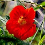 Nasturtium Flower Meaning