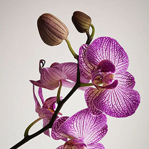 Orchid Flower Symbolism