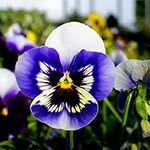 Pansies Sacred Flowers of the knights of the Round Table