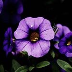 Petunia Flower
