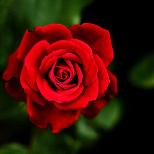 Meaning of A Rose: History,