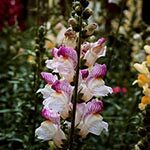 Pink and White Snapdragon Flower